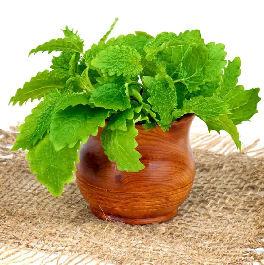 Lemon Balm Plant